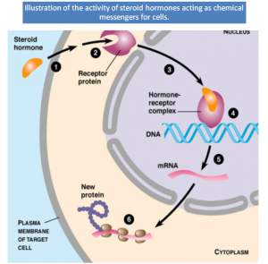 Steroid receptor action