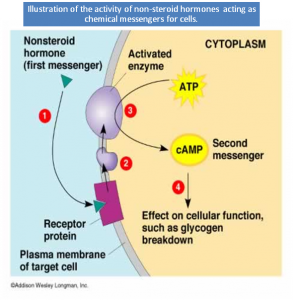 Non steroid hormones bind to receptors