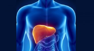 liver graphic