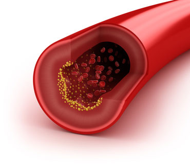 Physiology of testosterone