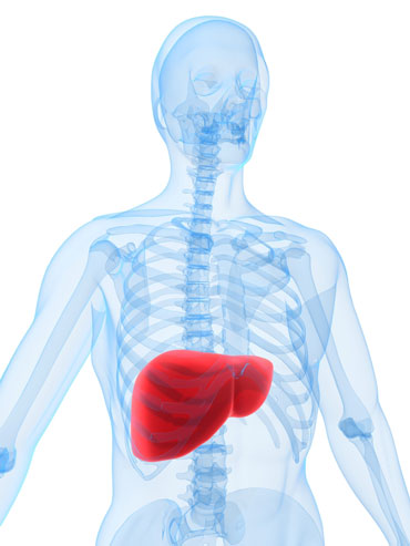 Liver Hepatoxicity