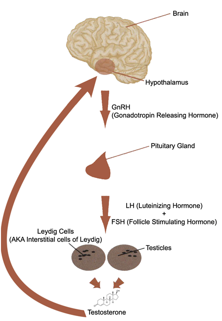 10 Undeniable Facts About cycling steroids