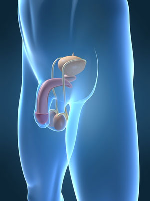 Proviron oral cycle