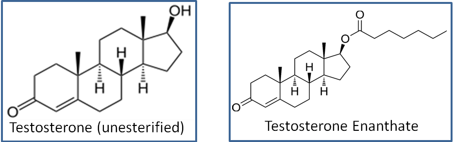 Testosterone