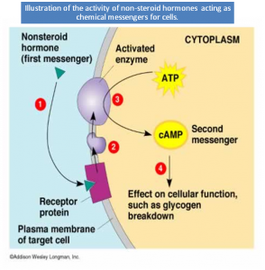 How do nonsteroid hormones work on the target cell