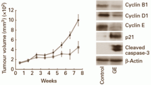 Primobolan and menstrual cycle