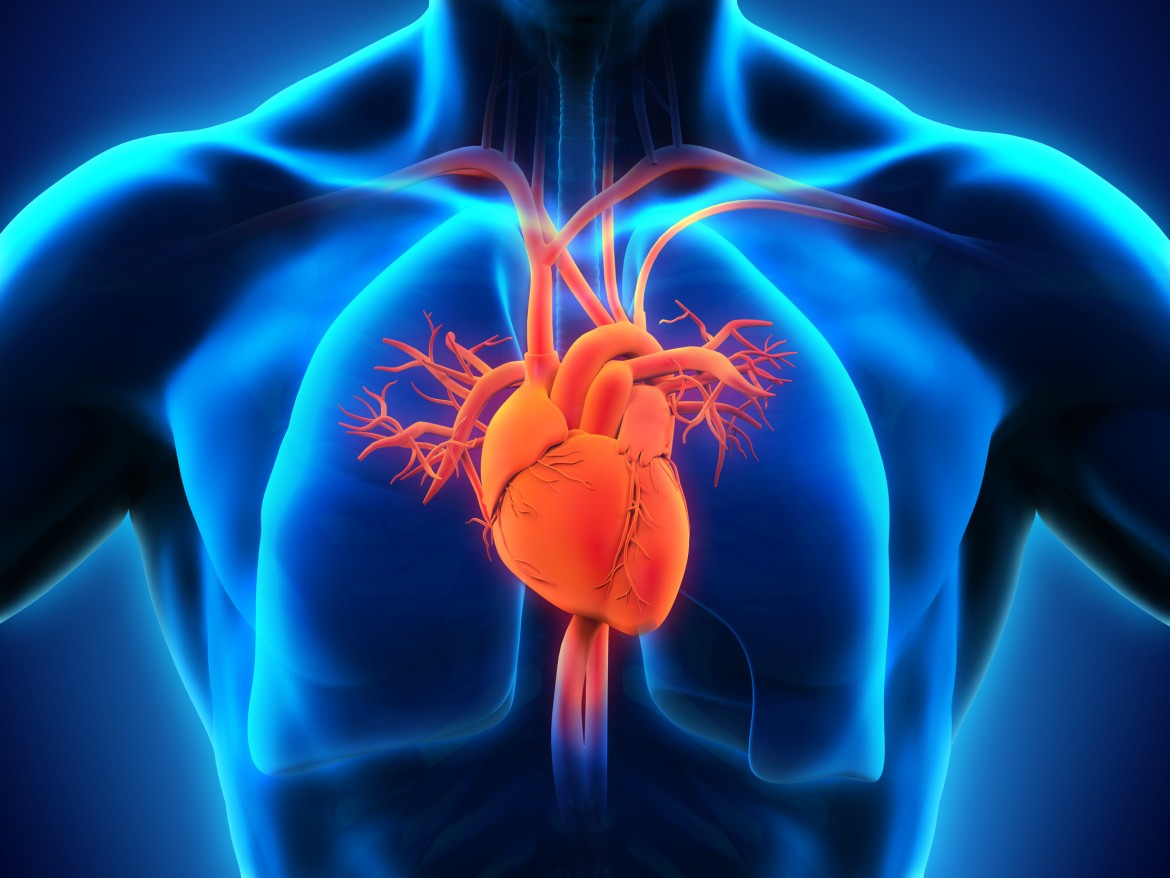 Cardiac Health & Changes Associated With Anabolic Steroid Usage